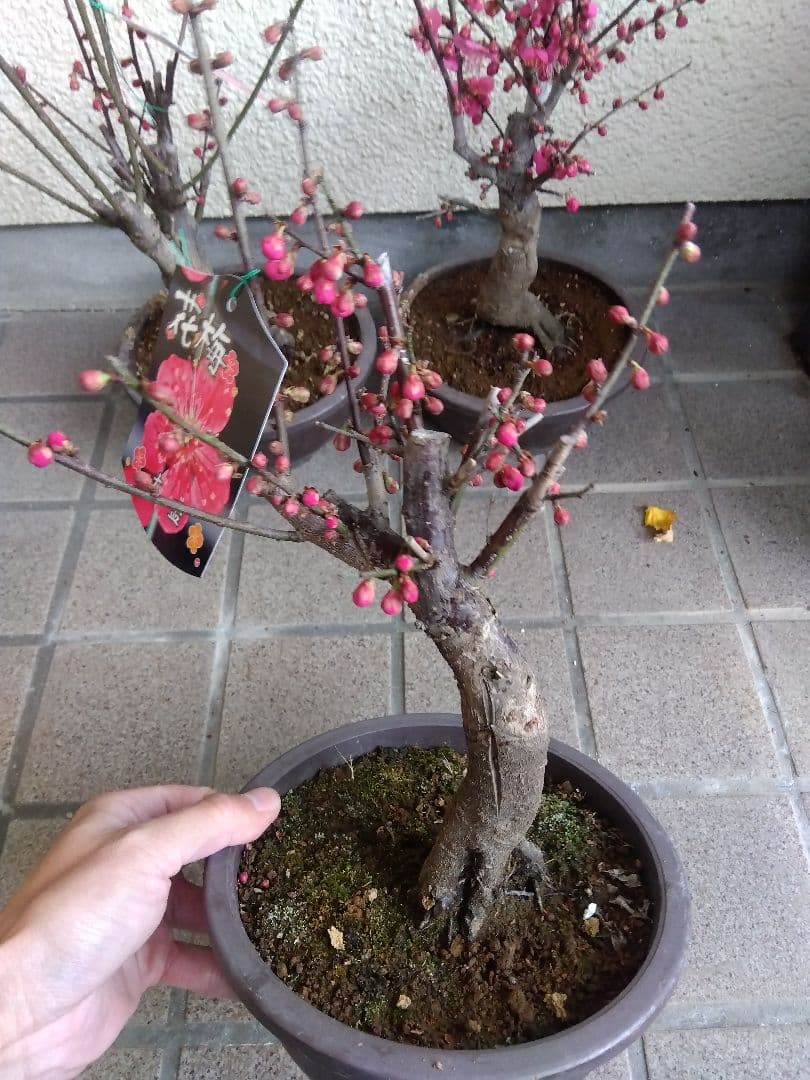 梅　盆栽　6号鉢つき　特価5鉢セット❗　あ