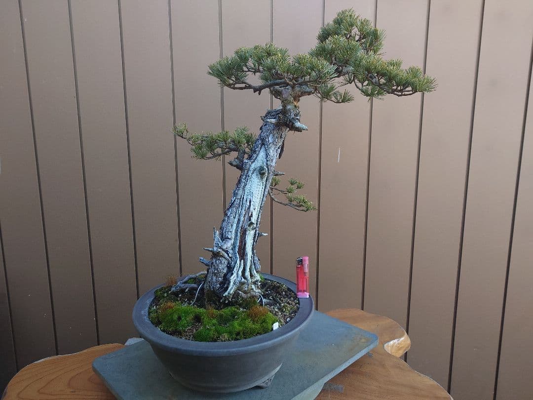 盆栽　松国宝　五葉松　樹高48cm