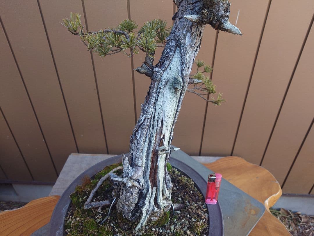 盆栽　松国宝　五葉松　樹高48cm