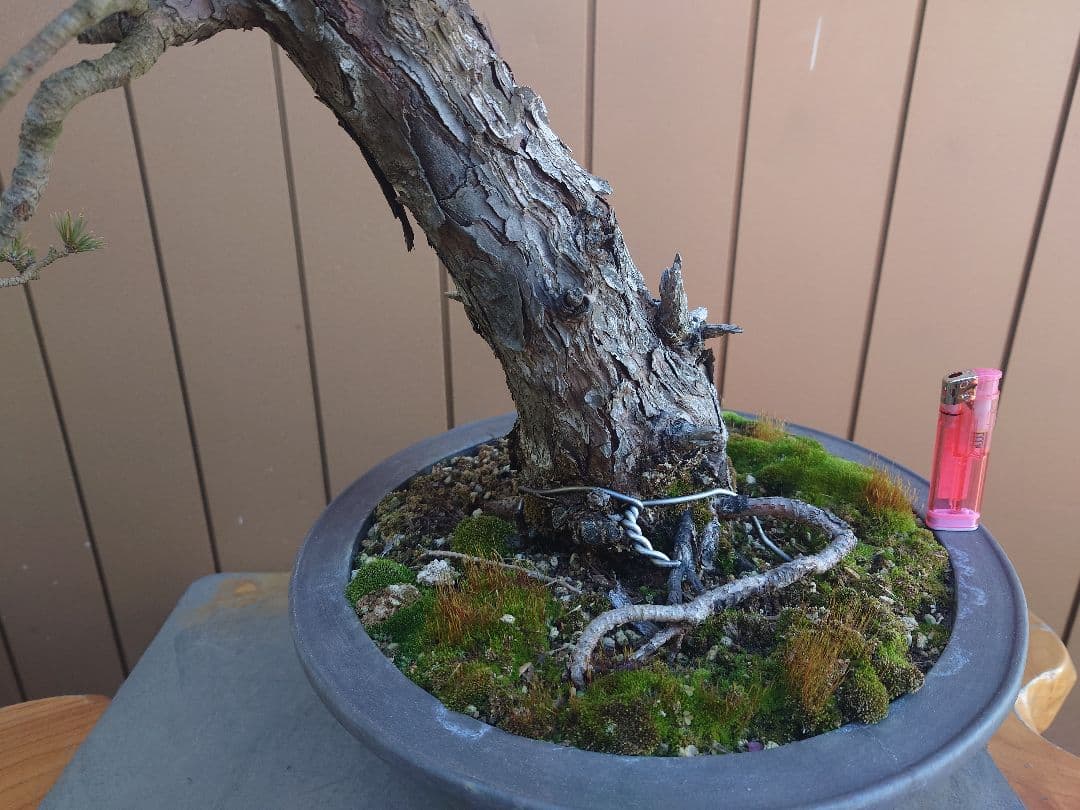 盆栽　松国宝　五葉松　樹高48cm