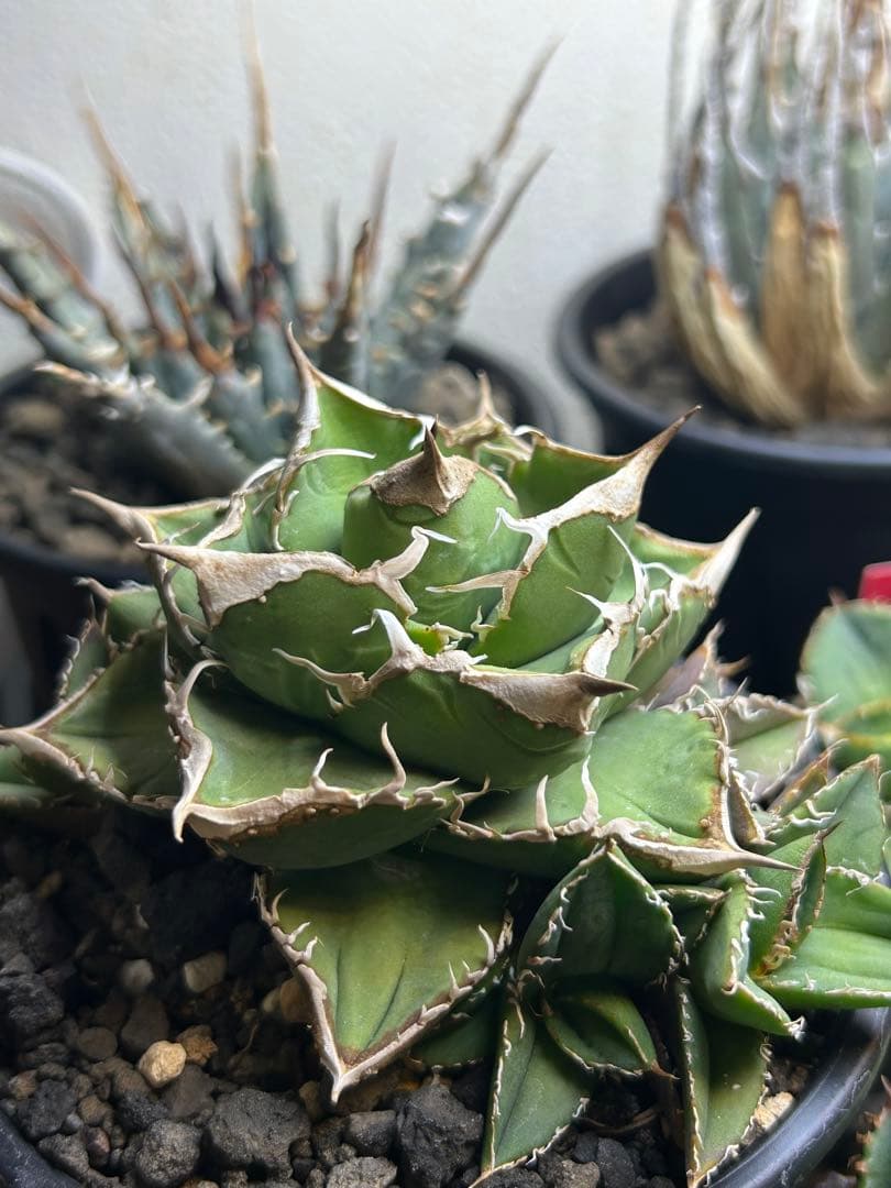 アガベ　流星親株