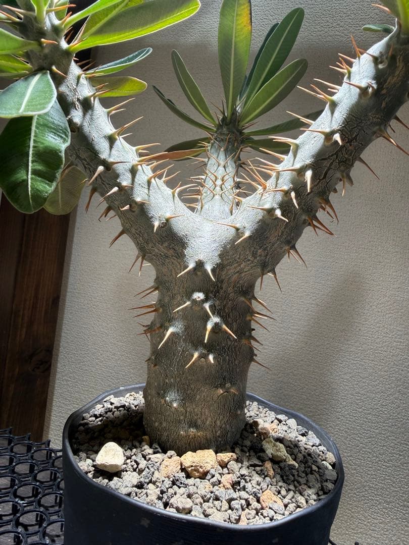 パキポディウムロスラーツム　実生　発根済み