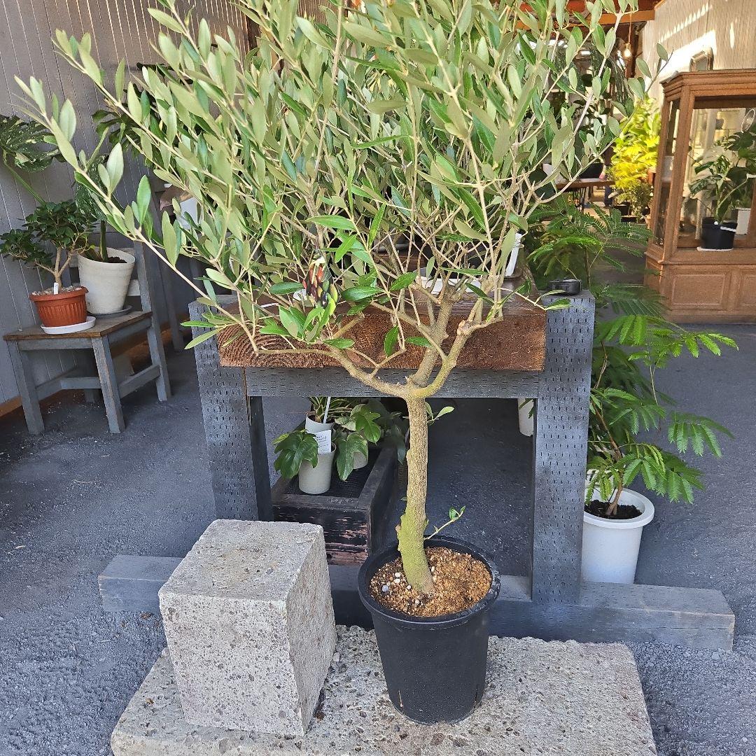 nekoちゃんオリーブの木　souju 「ミッション」８号　特大苗木最高