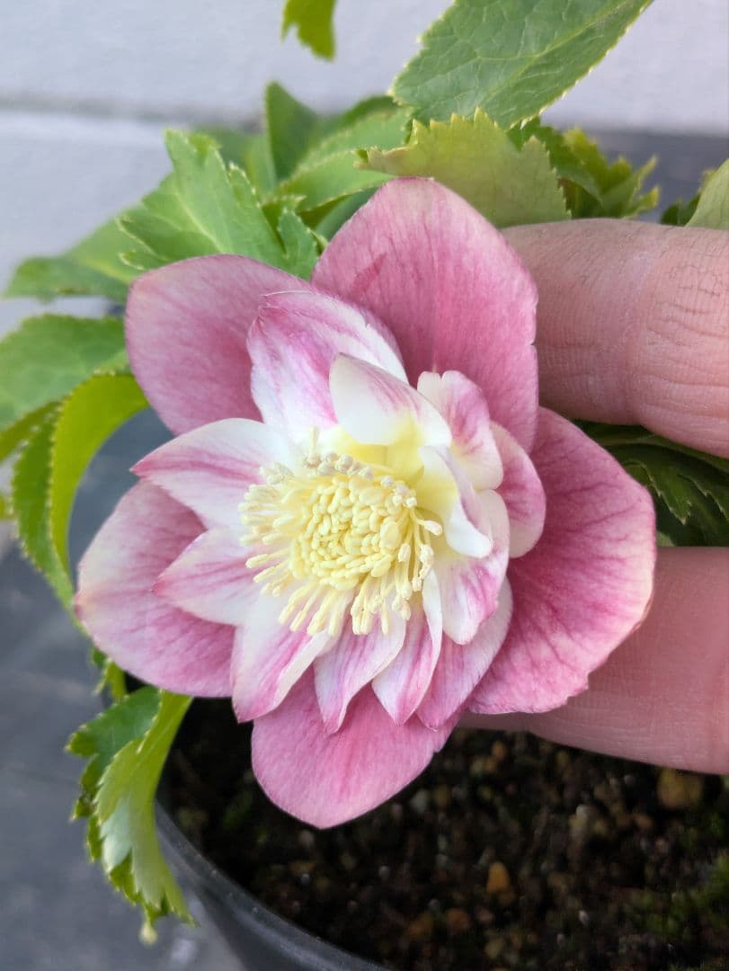 広瀬園芸 クリスマスローズ オーレア系ピンクグラデーションdd※訳あり