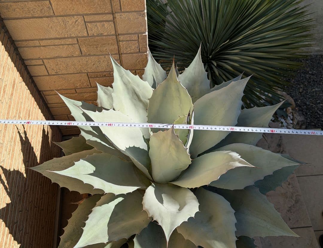 アガベ　オバティフォリアフロスティブルー　大株　鉢ごと　引き取り限定