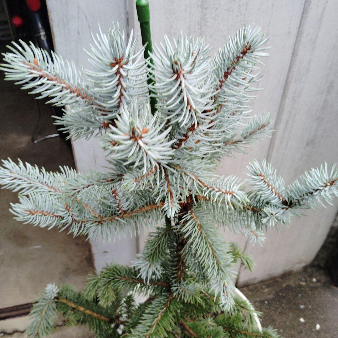 現品、もみの木の苗※プンゲンストウヒ　ホプシー！スーパーブルーではありません！