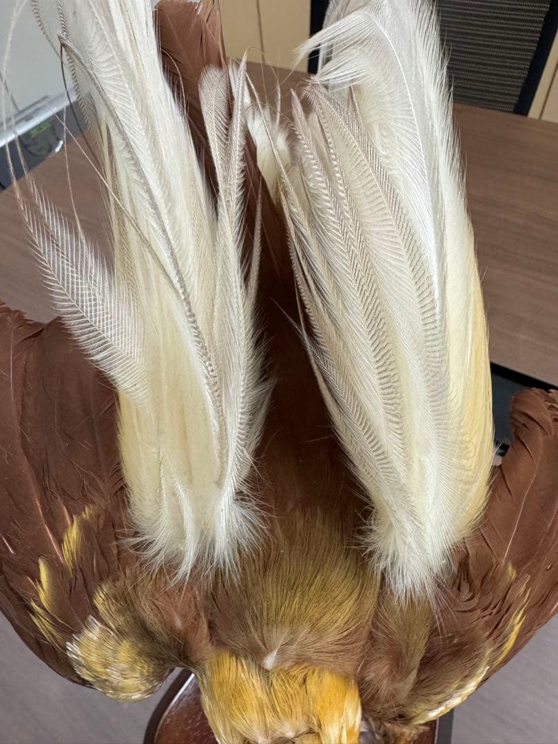 淡*雪様 鳥の標本 極楽鳥　インドネシア　剥製