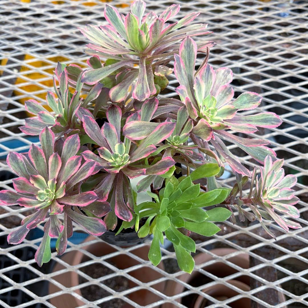 アエオニウム　ピンクディジー　極上花顔株‼️抜き苗　多肉植物