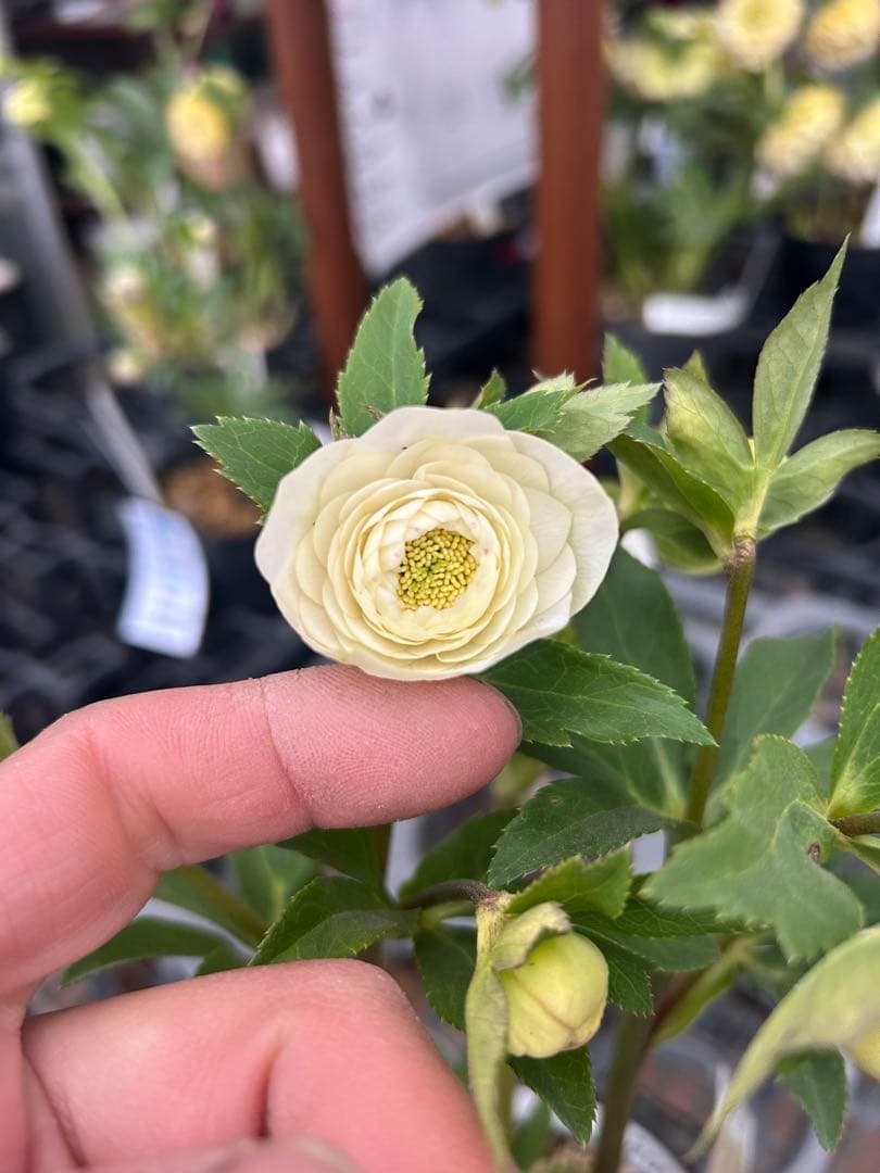 加藤農園 ホワイトアフロディーテ クリスマスローズ同梱可能