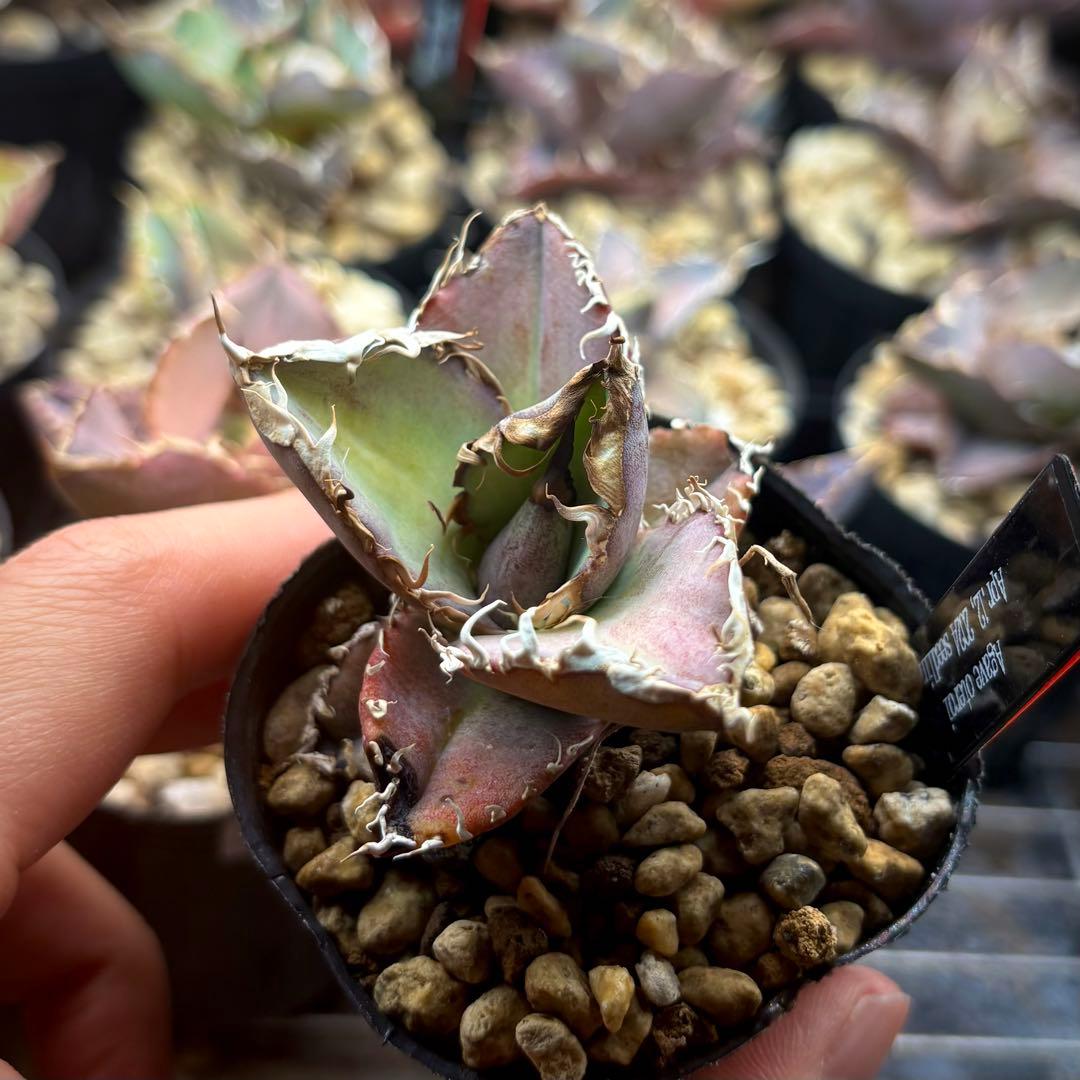 【植物野郎】アガベ オテロイ 実生株 セット