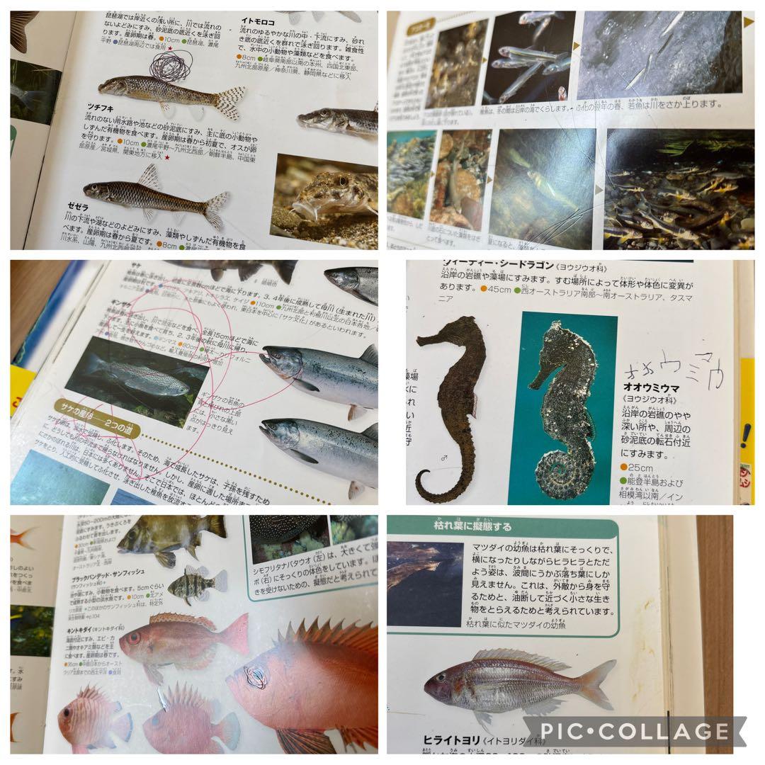 定価26840円　小学館の子ども図鑑　NEO　11冊　セット　DVD付