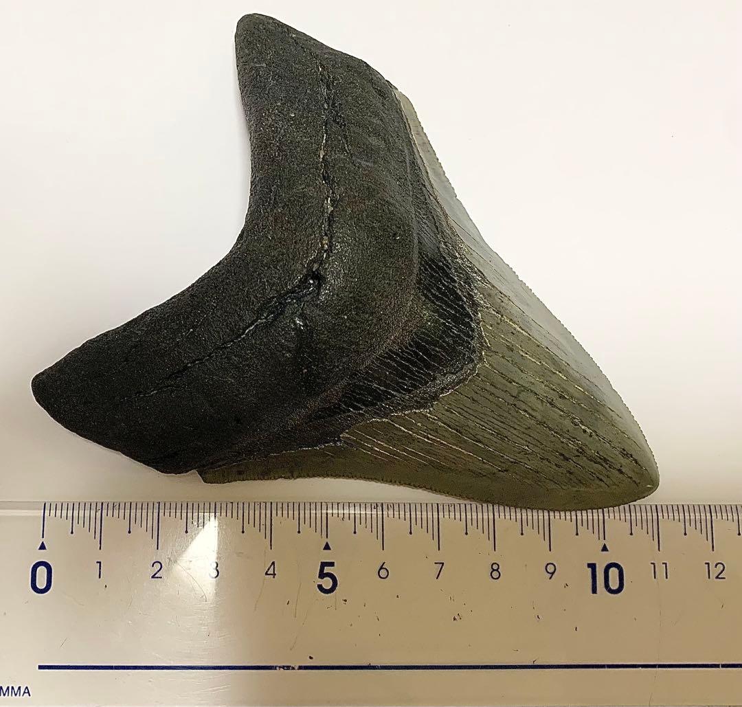 メガロドン　歯の化石　110㎜