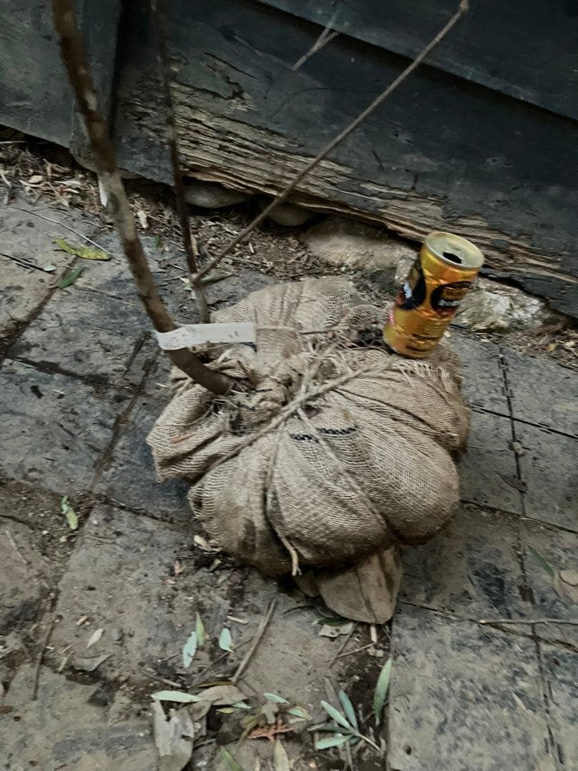 11 山採り　バイカツツジ