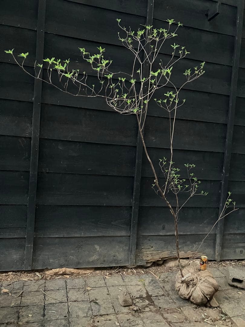 11 山採り　バイカツツジ