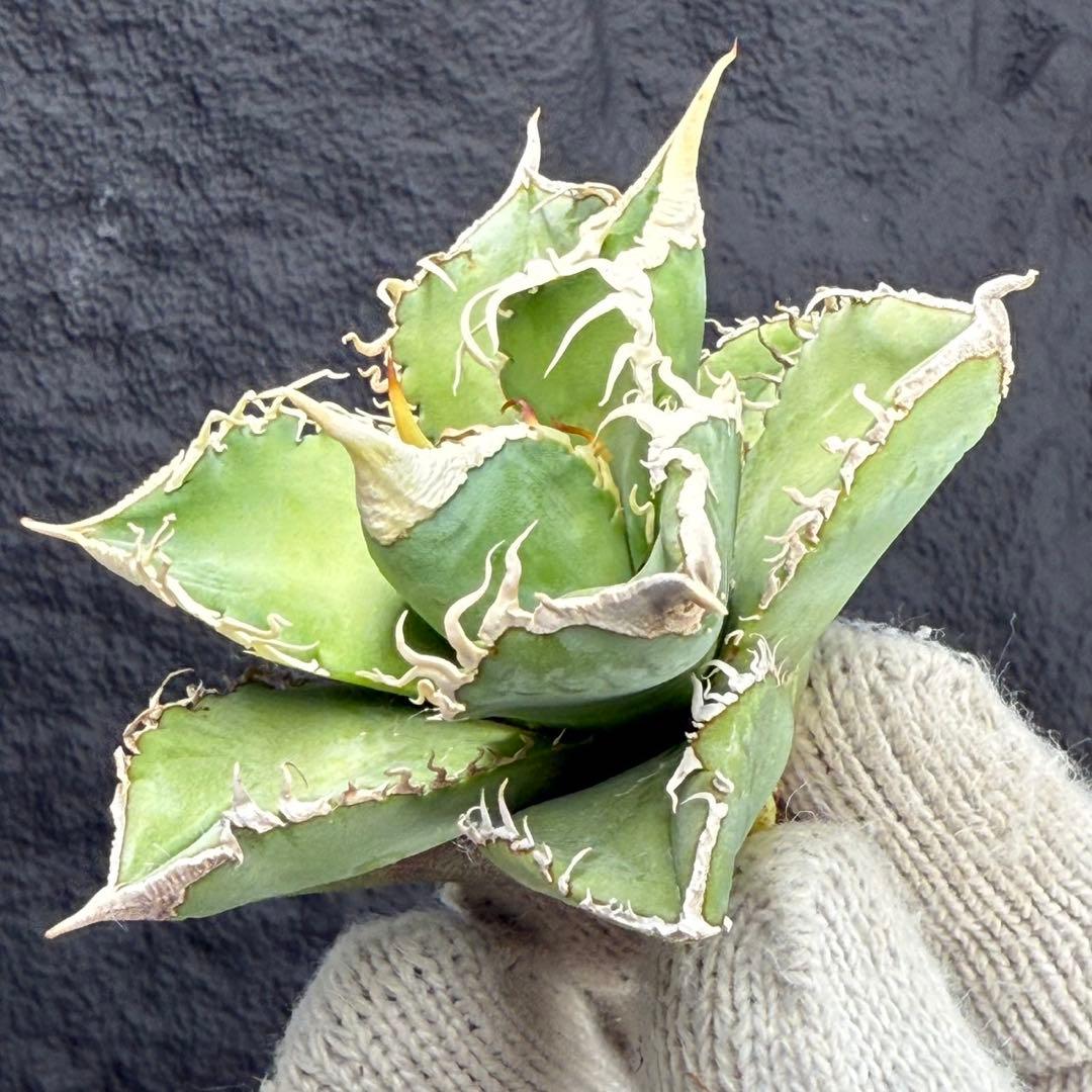 H*C様 【アガベ　チタノタ“台湾ホホジロザメ”】本物保証/極上LED育成株/G