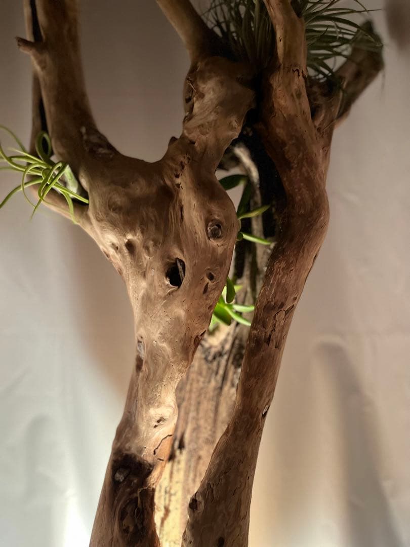 間接照明　植物　癒し