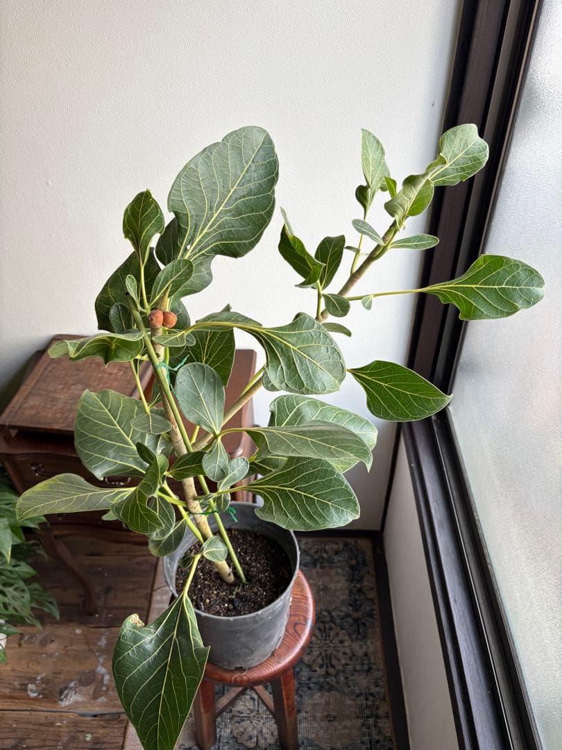 フィカス　クリシュナ 7号鉢 大株