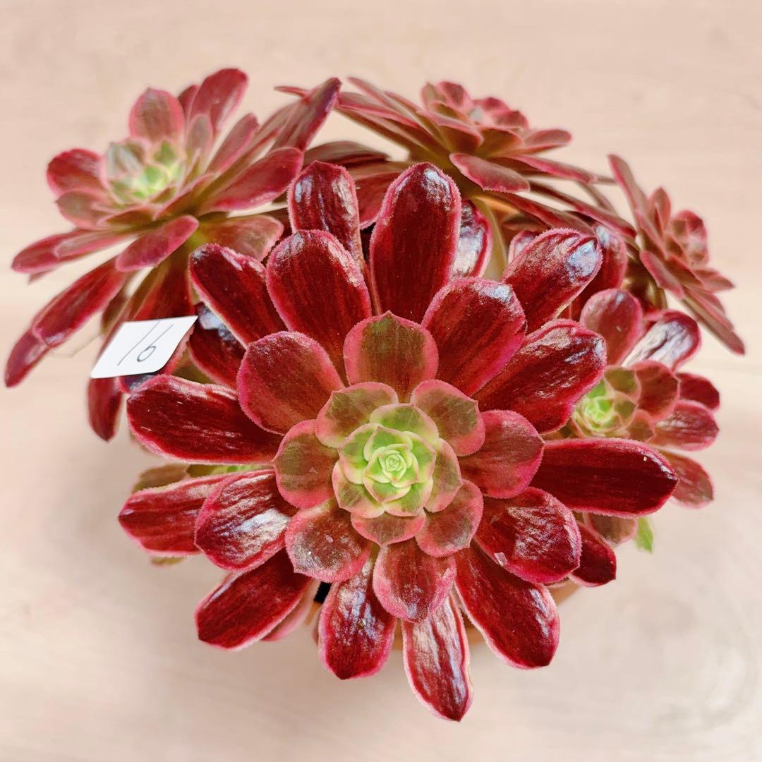 91#多肉植物アエオニウム錦❤️ 白ウエディングドレス ❤️6頭20cm拔き苗