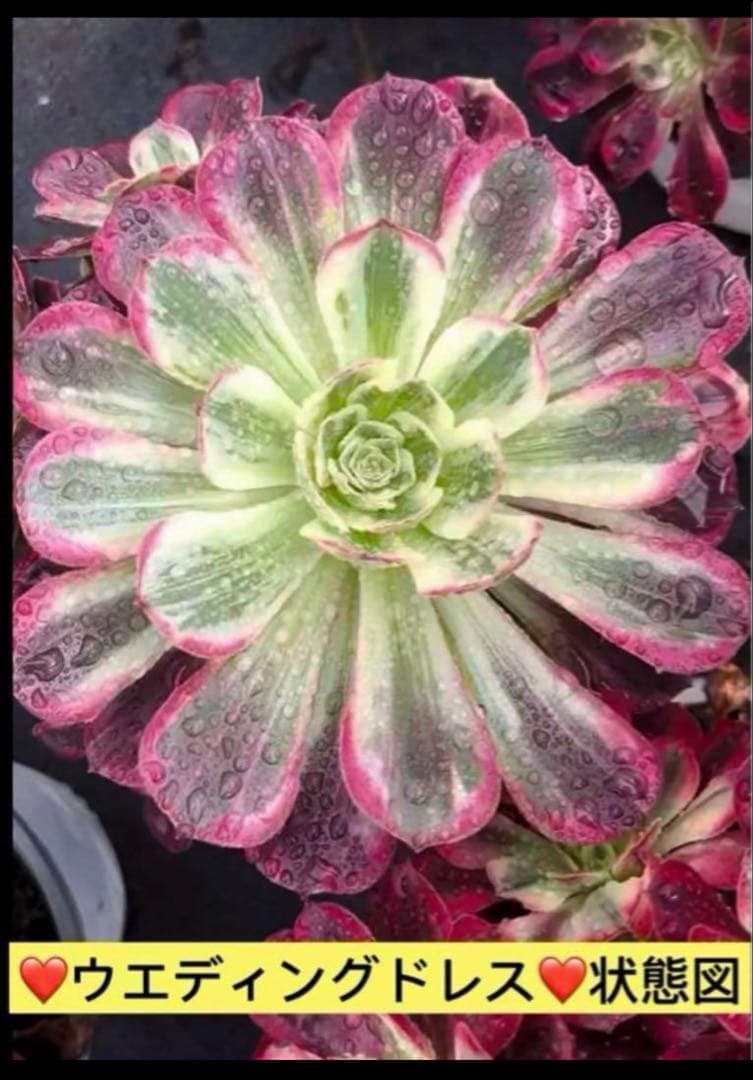 91#多肉植物アエオニウム錦❤️ 白ウエディングドレス ❤️6頭20cm拔き苗