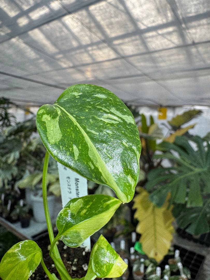 E5モンステラ　エレクトロライト　美斑入り株　送料込み