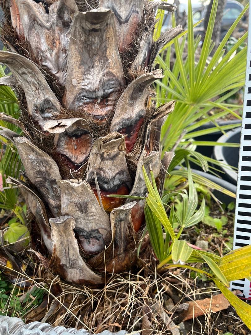 引き取り限定　チャボトウジュロ　チャメロプス　観葉植物 約90cm 黒鉢