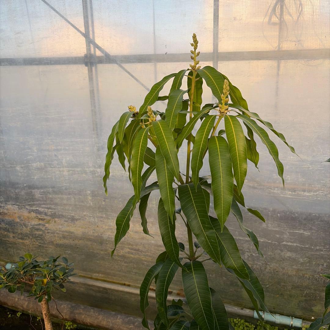 ジル　ゴールデンナゲット　セットマンゴー苗　6号大苗