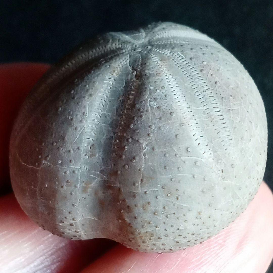 ウニ化石　ブンブク　30mm　極美麗　MAXIMUM　希少な標本