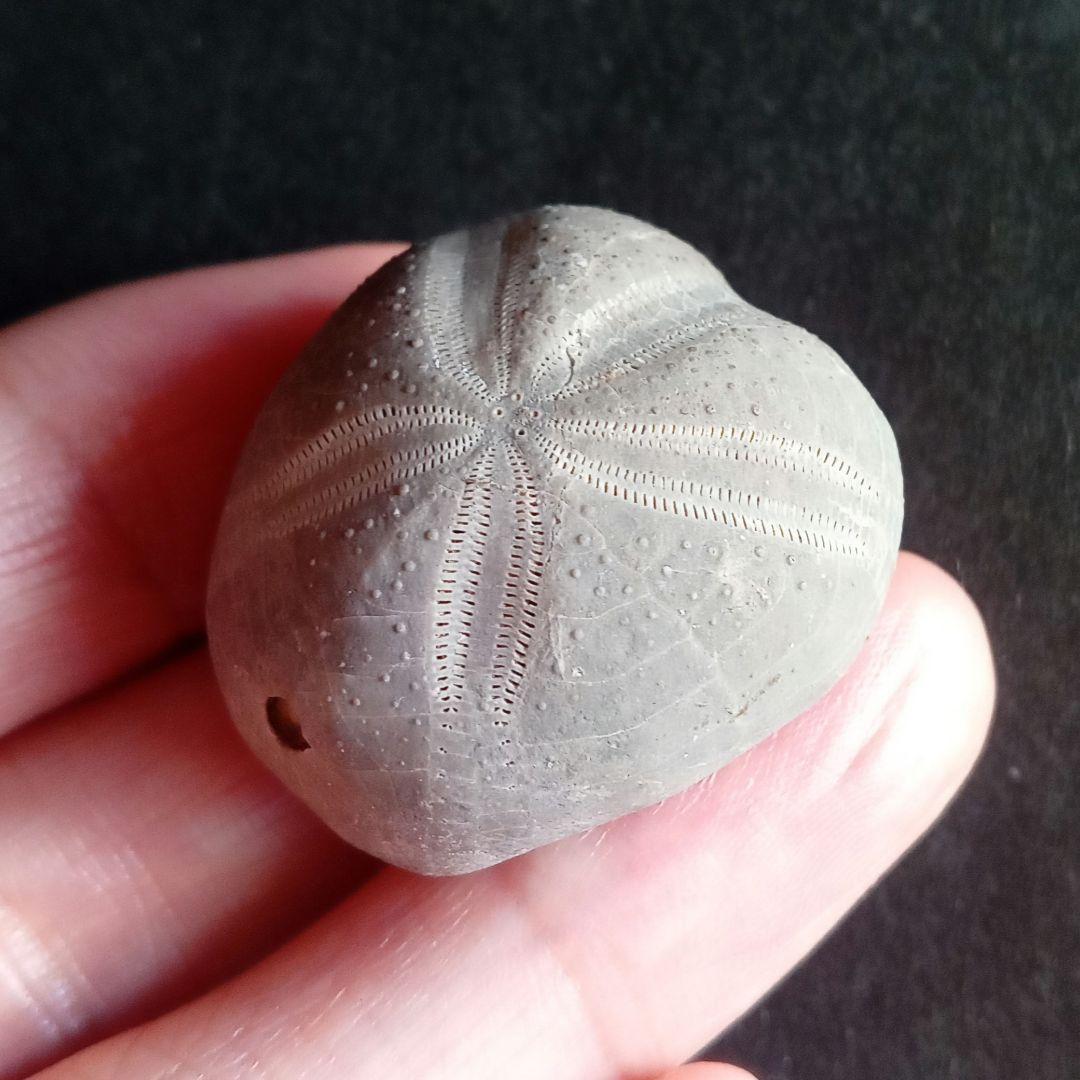 ウニ化石　ブンブク　30mm　極美麗　MAXIMUM　希少な標本