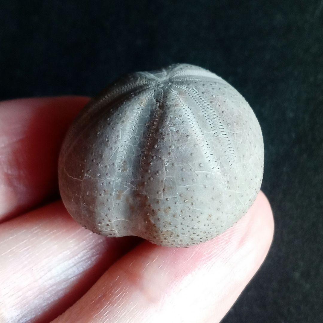 ウニ化石　ブンブク　30mm　極美麗　MAXIMUM　希少な標本