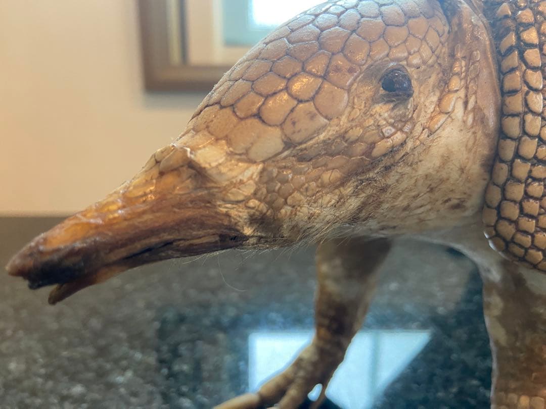 アルマジロ剥製 置物 インテリア 置き物 哺乳類 被甲目 標本 オブジェ 珍獣