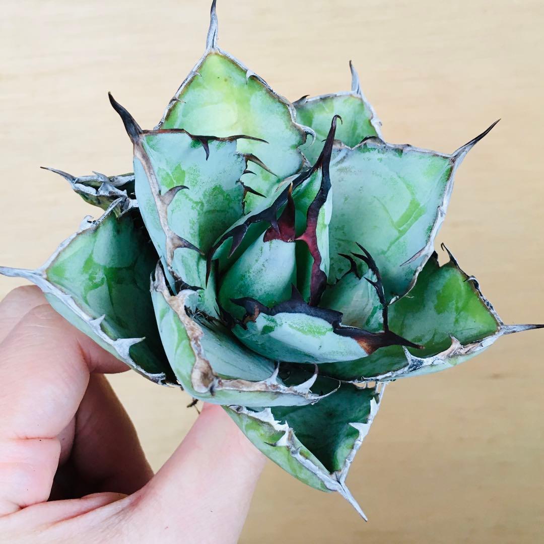 【稀少】4 ブラックアンドブルー 特選 極上黒棘 TC株 アガベ チタノタ