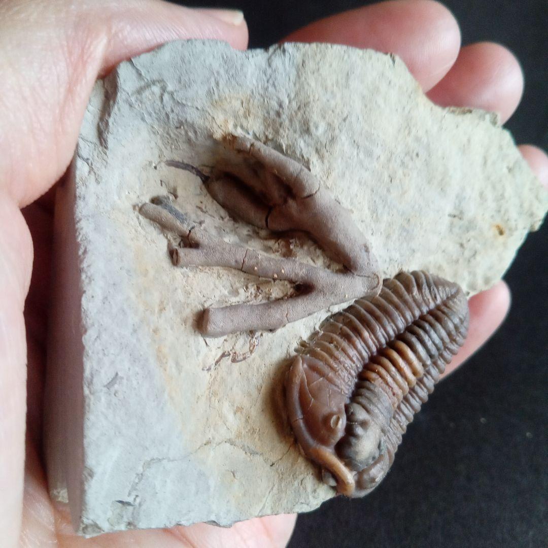 化石　骨格　標本　三葉虫　カリメネ　極美麗　ナチュラル