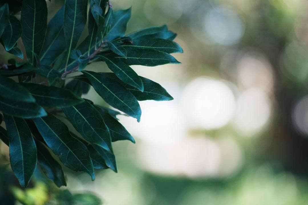 整備＆テスト済 オリンパス Zuiko Auto-T 135mm F2.8 01
