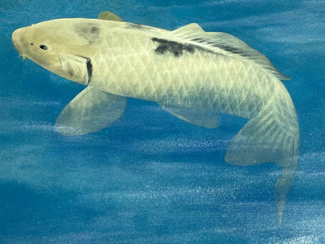 真作保証 掛軸 掛け軸 川村‎憲邦 日本画 書画 「鯉」 金鯉 肉筆