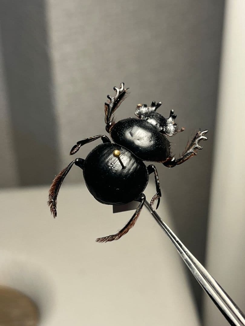 【24mm♂】クモガタタマオシコガネに酷似のPachysoma標本　糞虫