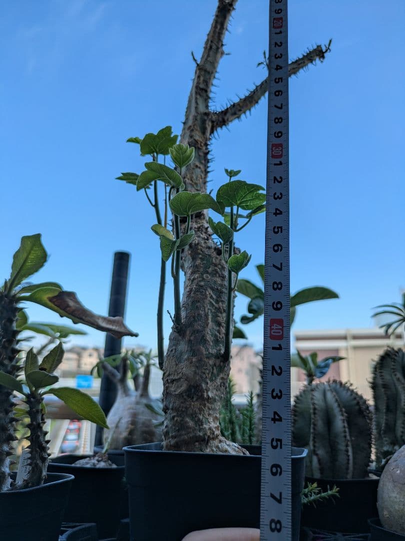 アデニア アクレアータ 発根済み 高さ約46cm