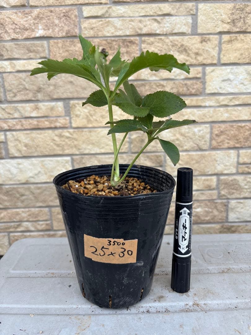 クリスマスローズ交配苗