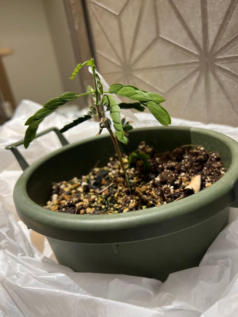 【激レア】リグナムバイタ・癒瘡木の越冬した実生苗2