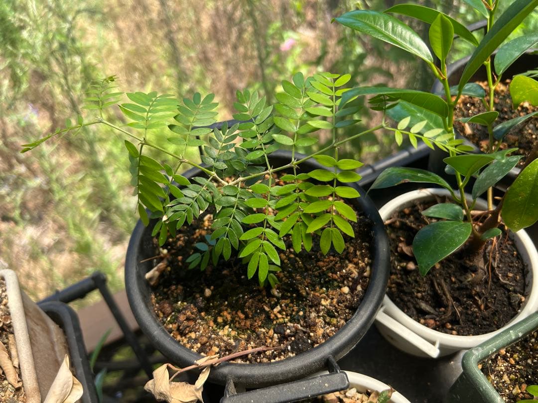 【激レア】リグナムバイタ・癒瘡木の越冬した実生苗2