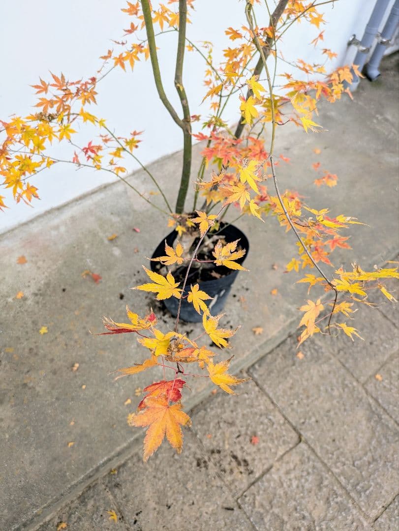 見事！ただ見事！根上がりイロハモミジ。