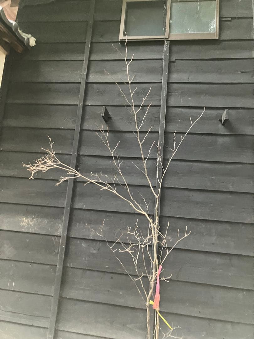 山採り　シロモジ　ミツバツツジ　バイカツツジ　混合株