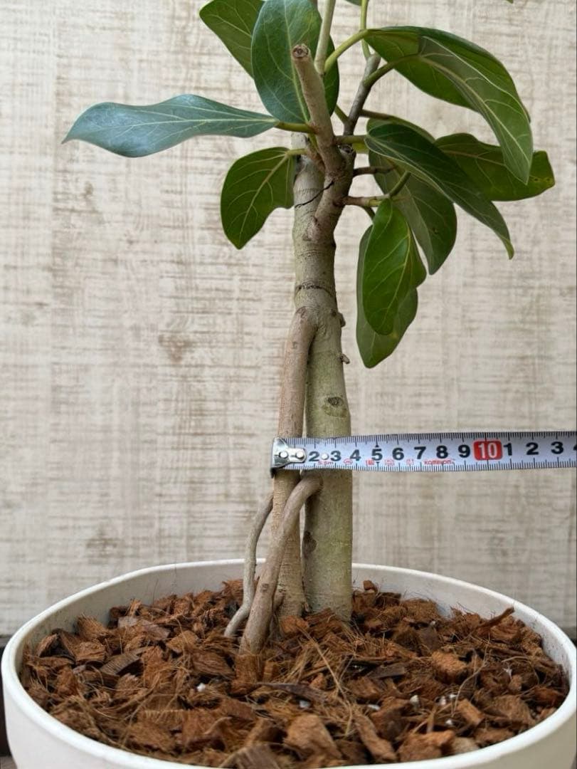 ☆ フィカス ベンガレンシス♪ 153cm スリムな曲がりフォルム♪