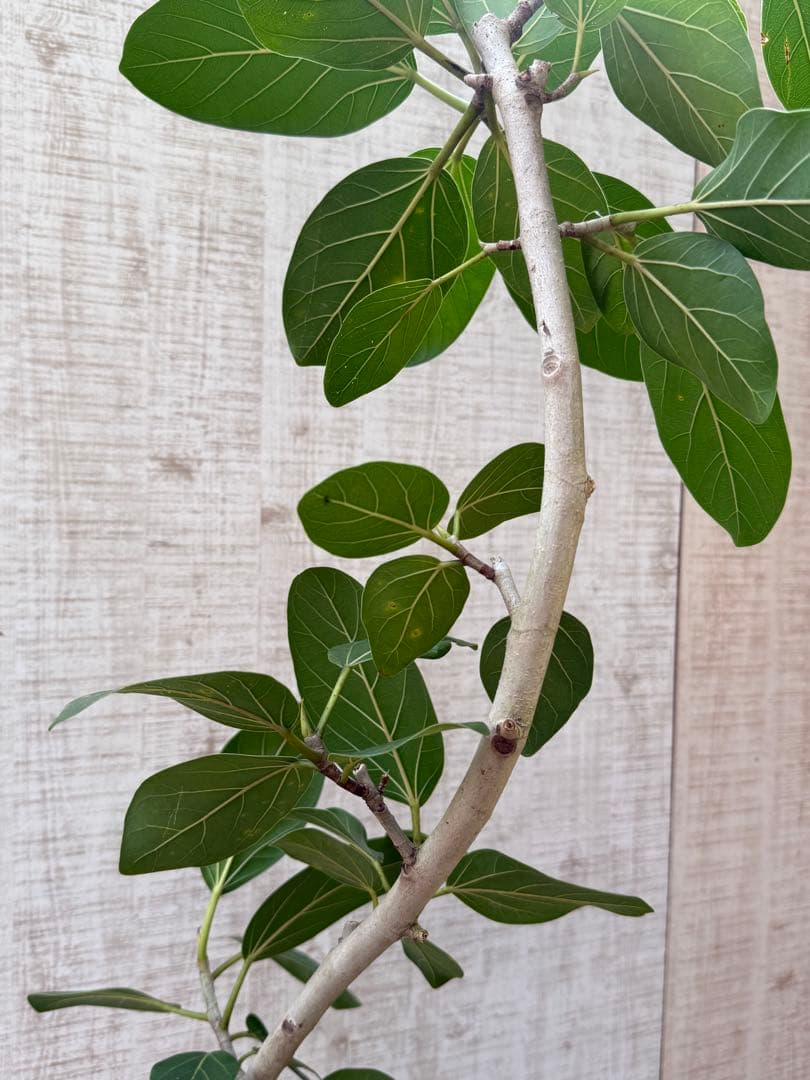 ☆ フィカス ベンガレンシス♪ 153cm スリムな曲がりフォルム♪