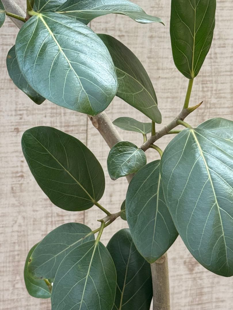 ☆ フィカス ベンガレンシス♪ 153cm スリムな曲がりフォルム♪