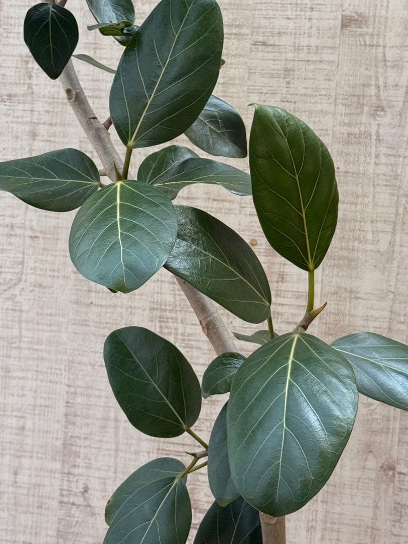 ☆ フィカス ベンガレンシス♪ 153cm スリムな曲がりフォルム♪