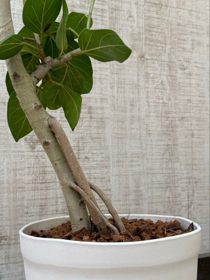 ☆ フィカス ベンガレンシス♪ 153cm スリムな曲がりフォルム♪