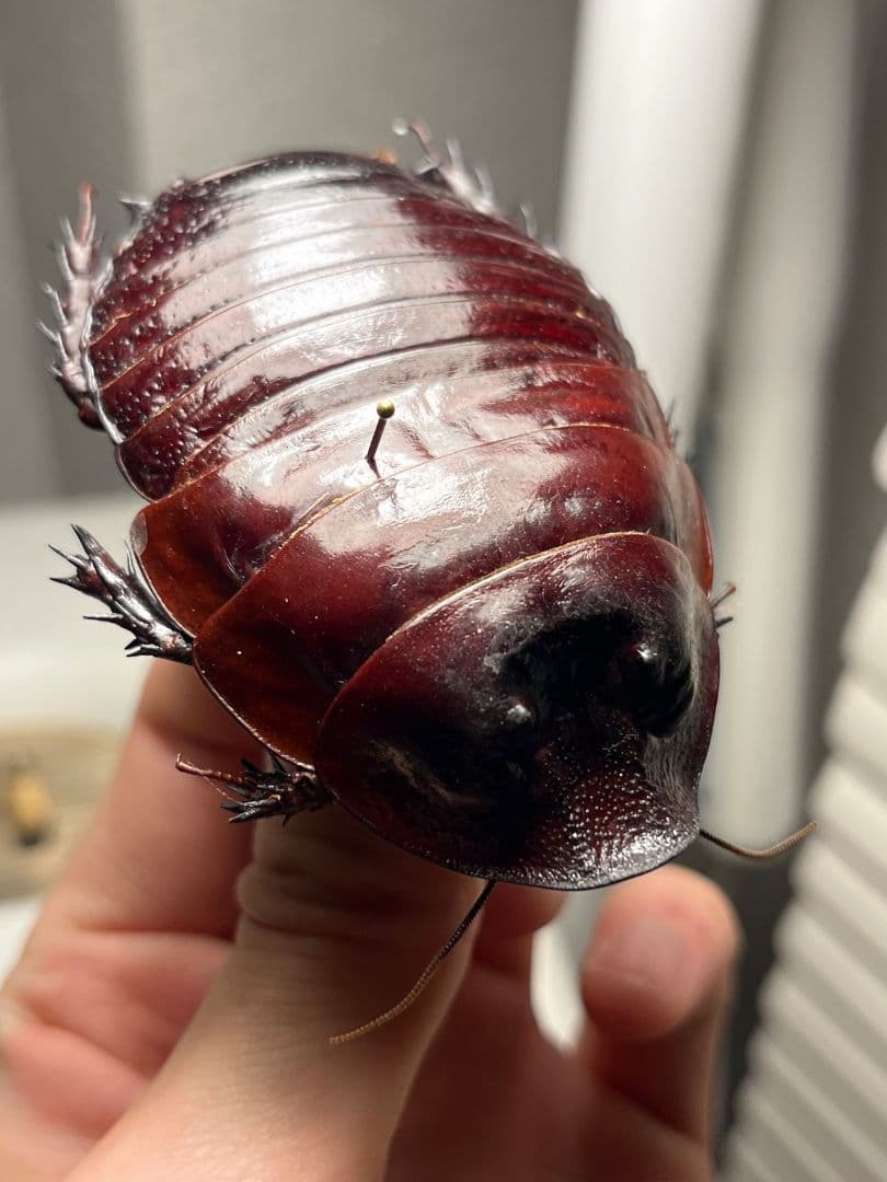 【71mm】ヨロイモグラゴキブリ Macropanesthia昆虫標本