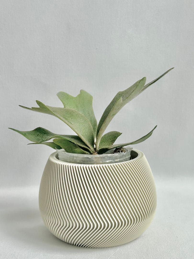 【メルカリ便】P. wilinckii Golden Boy spore【17】