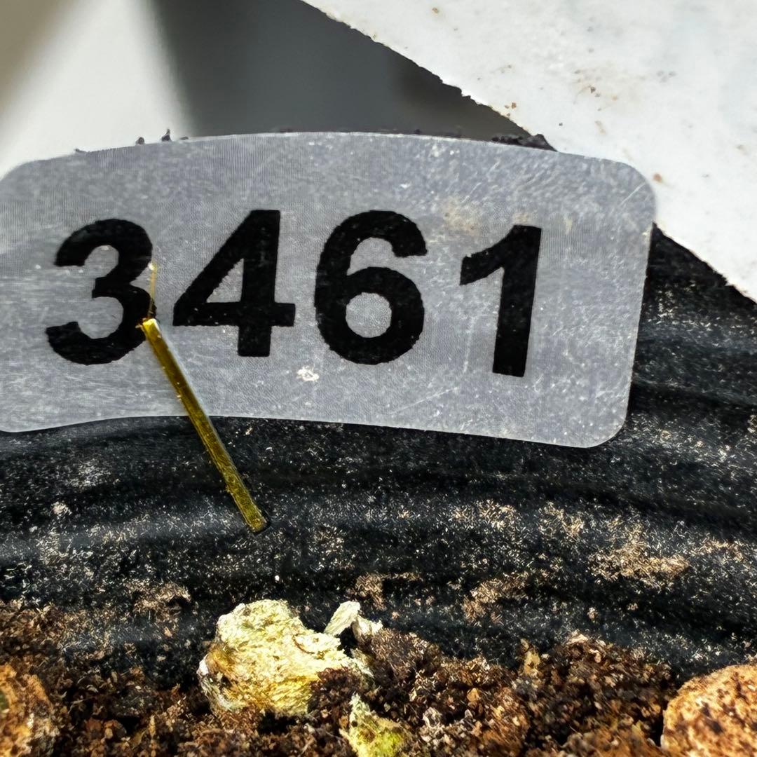 ま*い様 3461☘️超レア☘️ASHWOODIENSIS⭐️BRIAR ROS