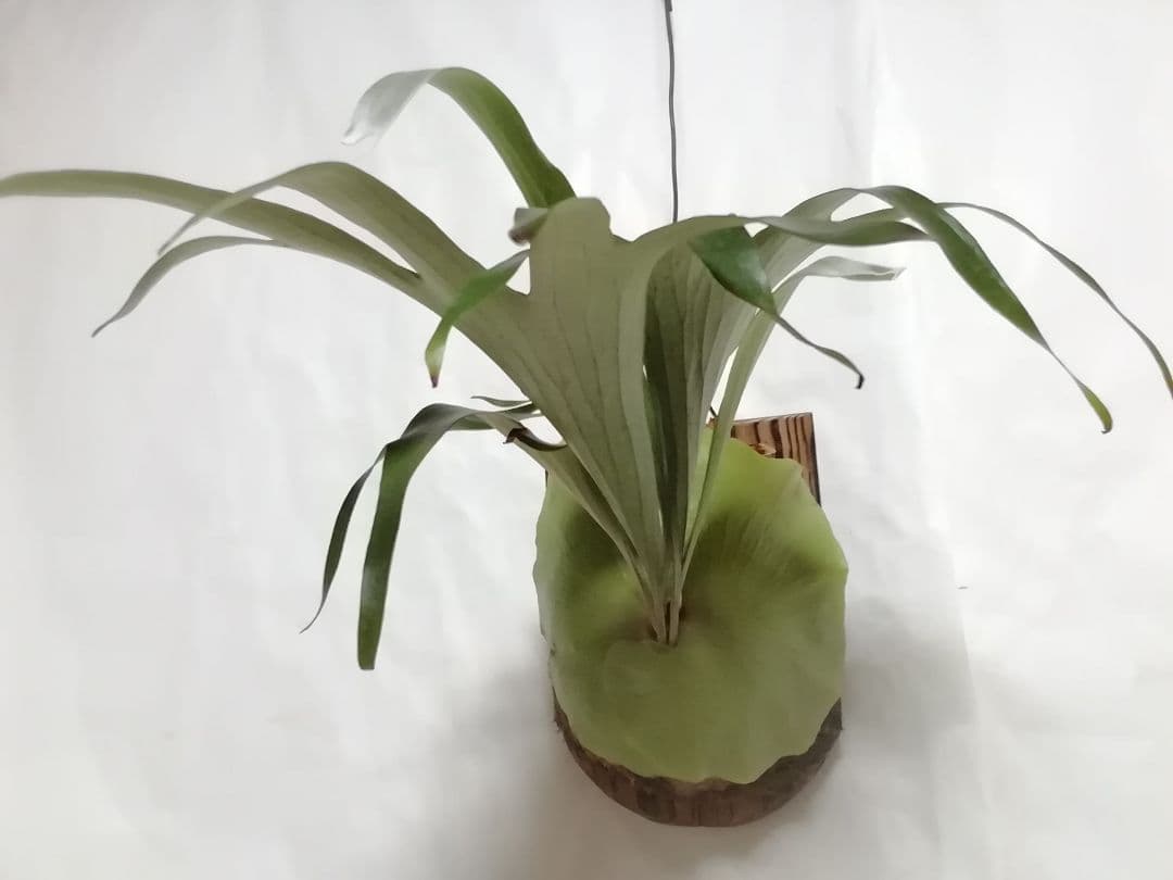 ビカクシダ　希少なビフルカッム　育てやすい大株サイズ